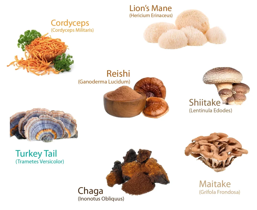 varius mushroom species