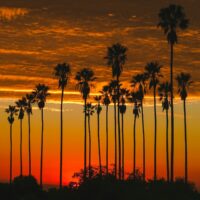 Palm trees silhouetted against a vibrant sunset sky