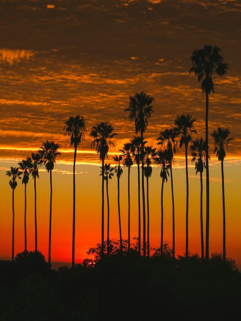 Palm trees silhouetted against a vibrant sunset sky